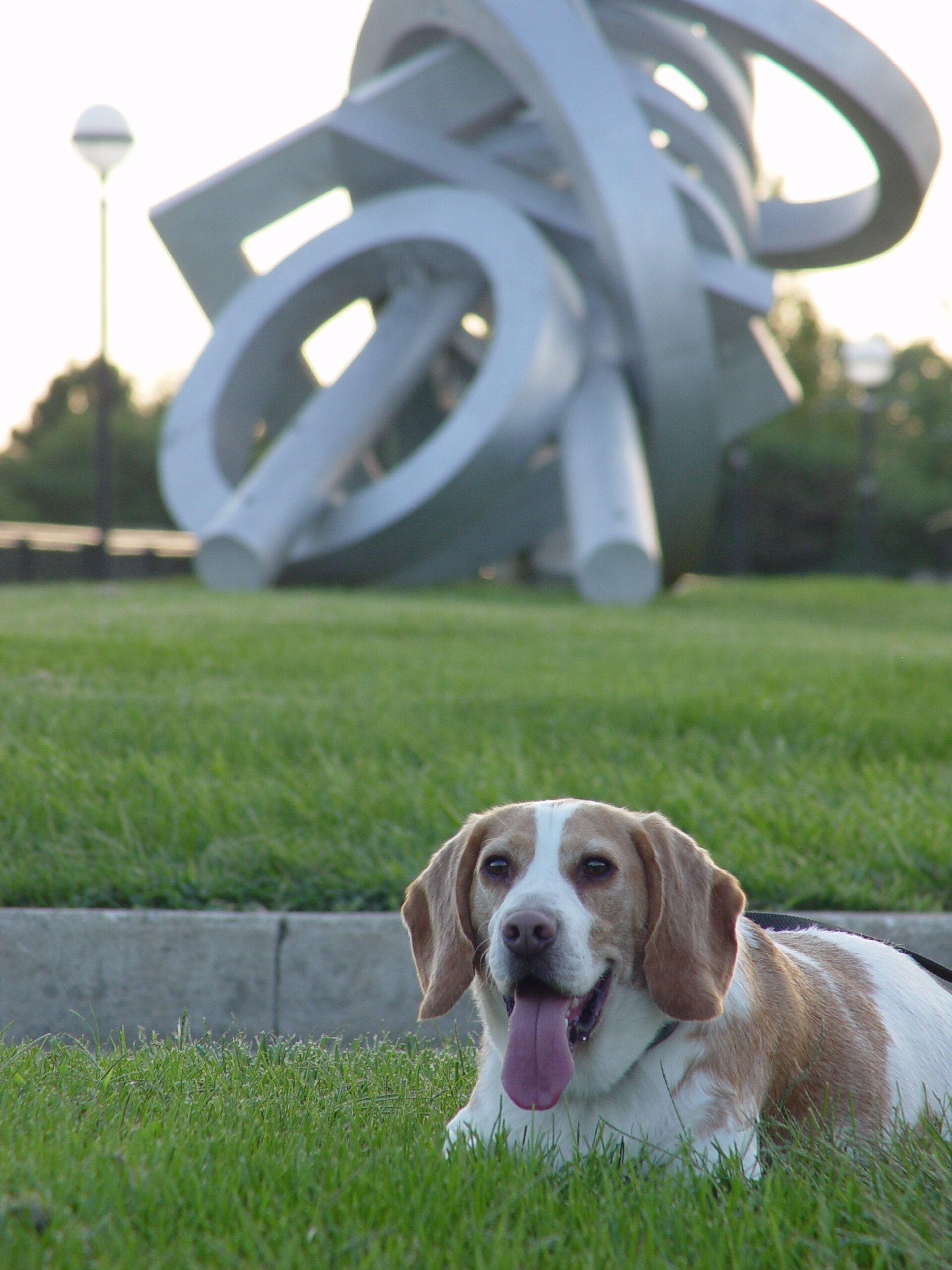 beagsalot.JPG