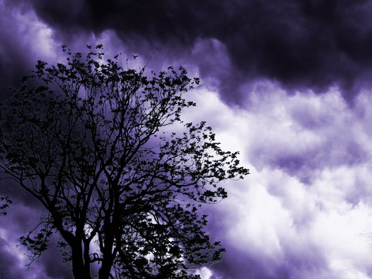 Purple Tree.jpg