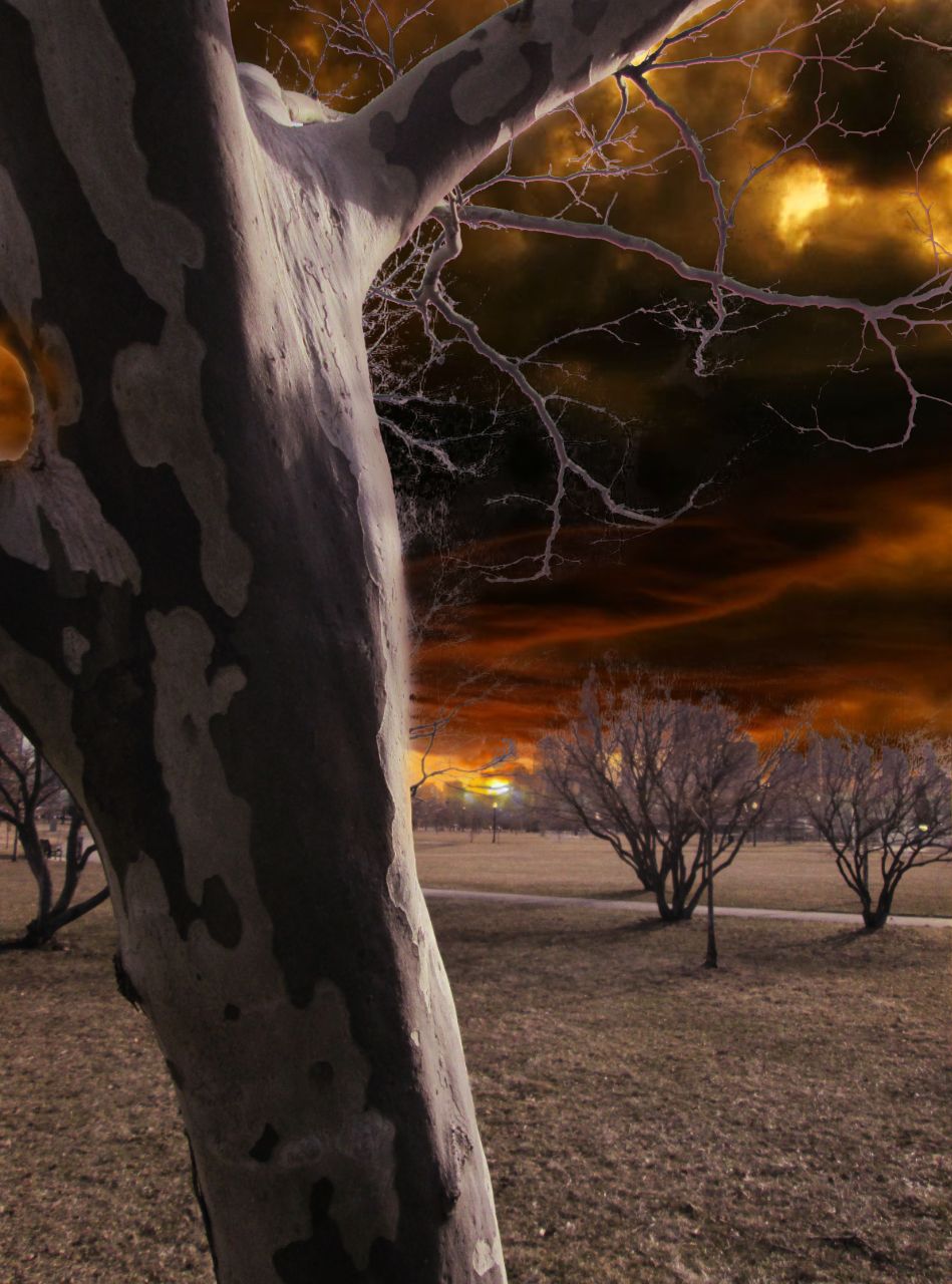 Red Tree And Sky.jpg