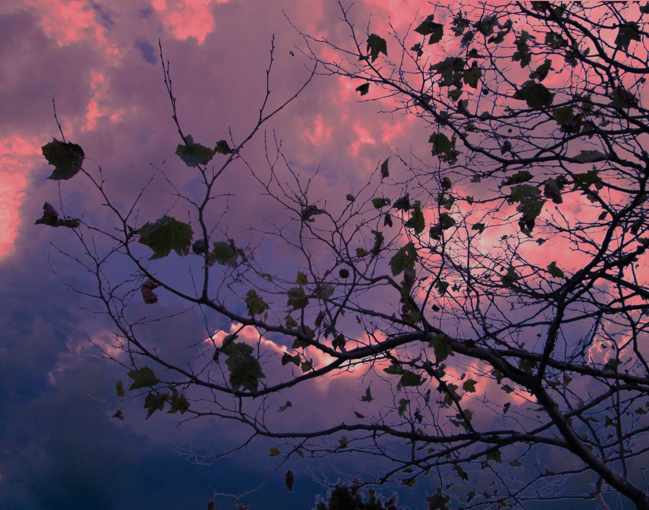 Salmon Tree & Sky 2.jpg