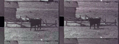 Tri X Jitter 03.jpg