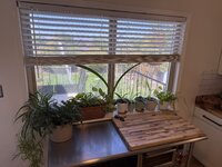 IMG_2937.jpeg
